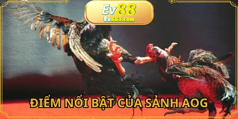 AOG đá gà EV88 nổi bật thu hút người tham gia