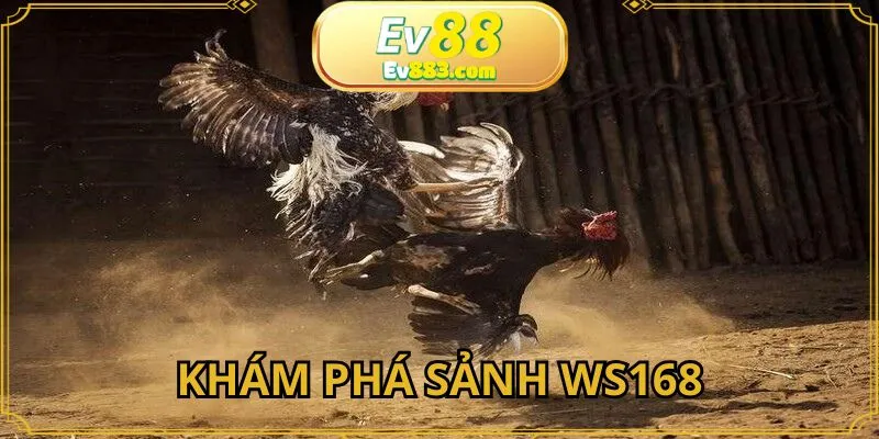 Khám phá sảnh đá gà WS168 cực hot tại nhà cái