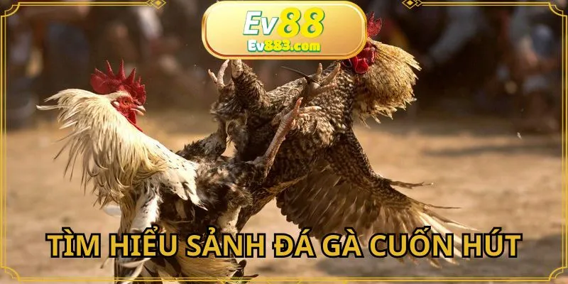Tìm hiểu sảnh đá gà cuốn hút AOG tại EV88