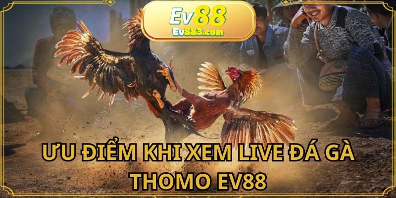 Xem LIVE đá gà thomo trải nghiệm nhiều ưu điểm